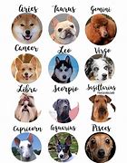 Image result for Dog Zodiac