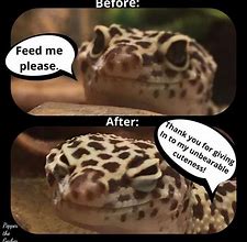 Image result for Leopard Gecko Memes