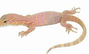 Image result for Albino Monitor Lizard