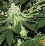 Image result for God Bud Cannabis Plant Growing
