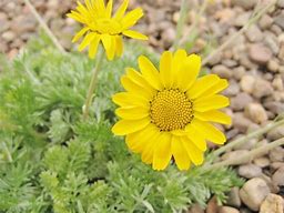 Image result for Anthemis marschalliana