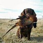 Image result for Dog Unting