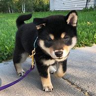 Image result for Black Shiba Inu Puppies