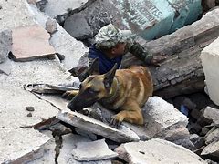 Image result for Earthquake Rescue Dogs