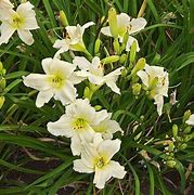 Image result for Hemerocallis Lady Arden