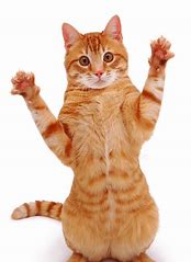 Image result for Funny Cat White Background Wallpaper