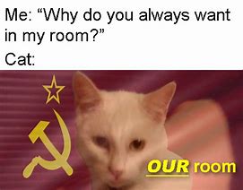 Image result for Comrade Cat Meme