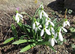 Image result for Galanthus plicatus Alpha Striped Beauty