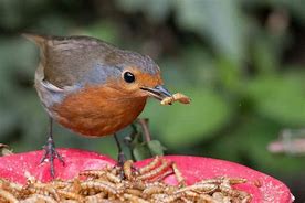 Image result for Birds That Eat Dried Meal Worms