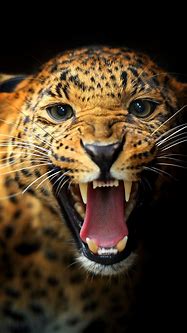 Image result for iPhone X Wallpaper Animal