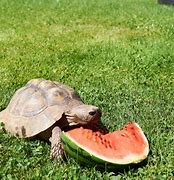 Image result for Tortoise Eating Watermelon