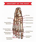 Image result for Metatarsal Navicular Joint