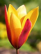 Image result for Tulipa clusiana var. chrysantha