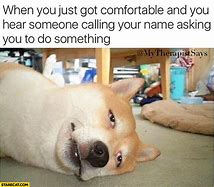 Image result for Exhausted Dog Meme