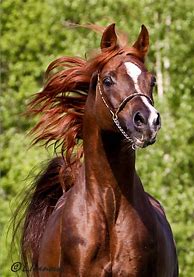 Image result for Arabian Horse Background