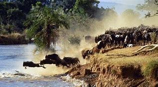 Image result for Images On Google of Magical Kenya