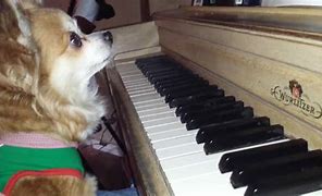 Image result for Chihuahua Playing Piano