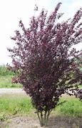 Image result for Prunus cerasifera Nigra