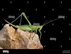 Image result for Predatory Cricket