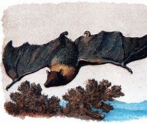 Image result for Antique Bat Clip Art