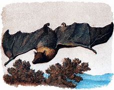 Image result for Vintage Photo Giant Bat