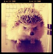 Image result for Full-Grown Hedgehog