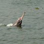 Image result for Indian Dolphin