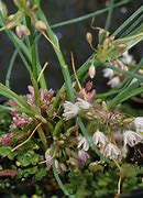 Image result for Allium brevicaule