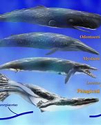 Image result for Blue Whale Evolution Timeline