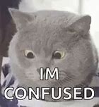 Image result for Confused Cat Meme GIF