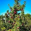 Image result for Apple Trees for Sale Near Me
