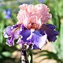 Image result for Iris Flower Bulbs