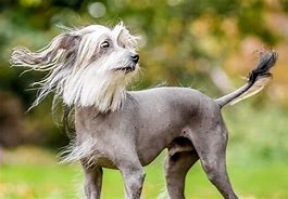 Image result for Crazy Weird Dogs