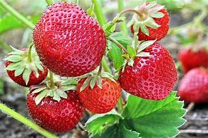 Image result for Small/Medium Large Strawberry