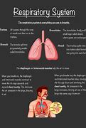 Image result for Respiratory System GCSE