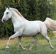 Image result for All White Horse Breeds