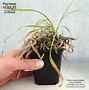 Afbeeldingsresultaten voor Carex atrata