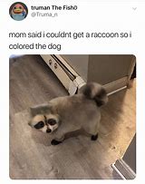 Image result for Raccoon Dog Meme