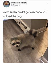 Image result for Raccoon Dog Memes
