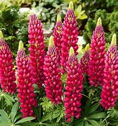 Image result for Lupinus The Pages