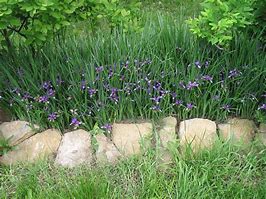 Image result for Iris Greenspot (Pumila-Group)