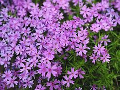 Image result for Purple Perennial Ground Cover