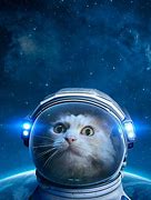 Image result for Galaxy Glasses Cat