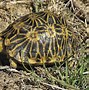 Image result for South African Tortoise