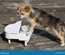 Image result for Chihuahua Playing Piano