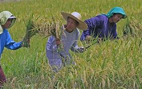 Image result for Local Farmers Philippines