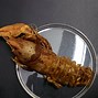 Image result for Bug Food Chain