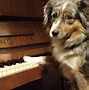 Image result for Dog Playing Piano Image