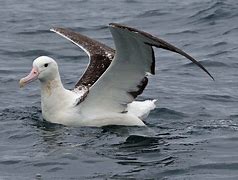 Image result for albatroa