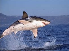 Image result for Aruba Sharks